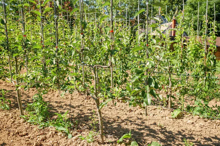 Plantations-arbres