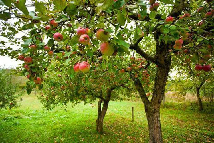 Pommier