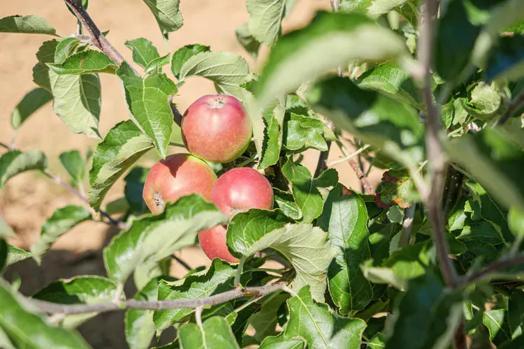 Pommes du verger