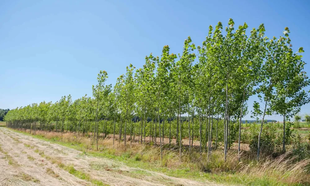 Plantations arbres