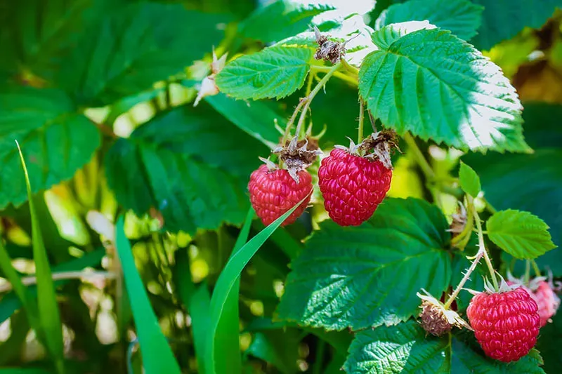 Framboises
